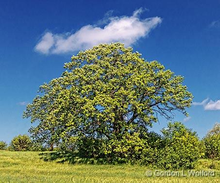 Cloud-capped Tree_00667.jpg - Photographed near Glen Tay, Ontario, Canada.